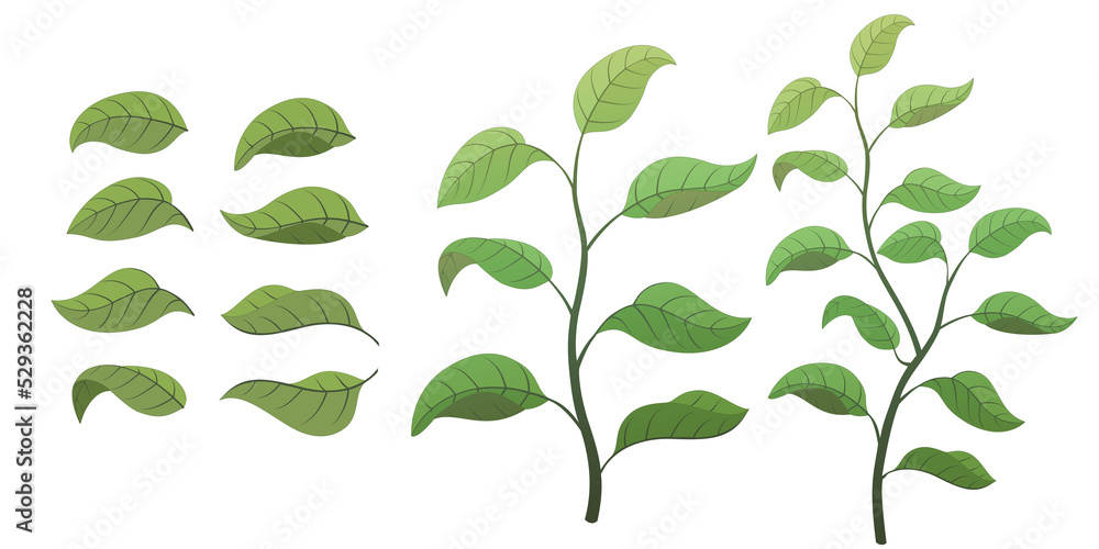 Fototapeta premium Various leaves and grass illustration Transparent background Leaf shape