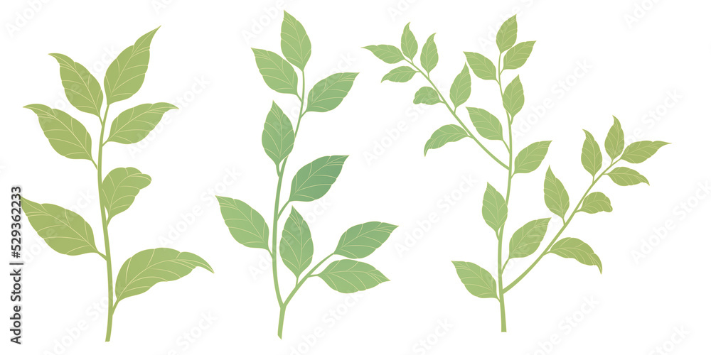 Various leaves and grass illustrations Transparent background Tree branches and pointed leaves