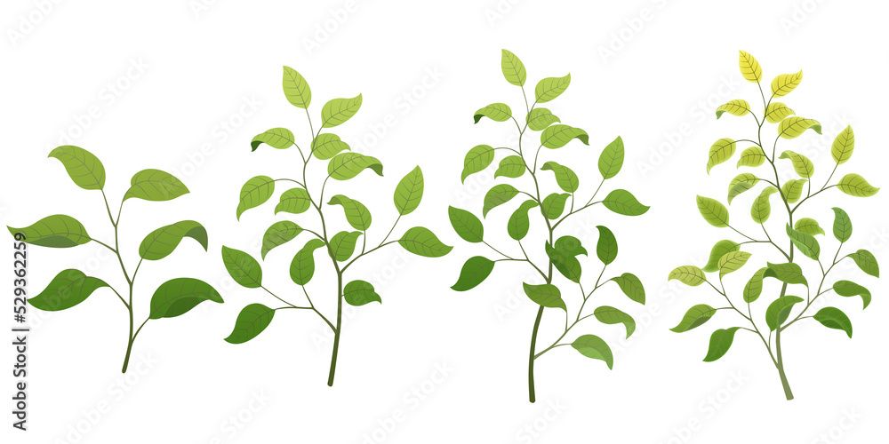 Various leaves and grass illustrations Transparent background Tree branches and leaves Basic
