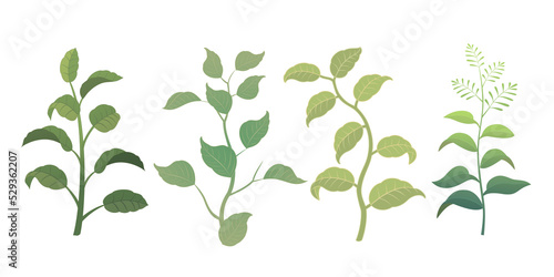 Various leaves and grass illustrations transparent background random form