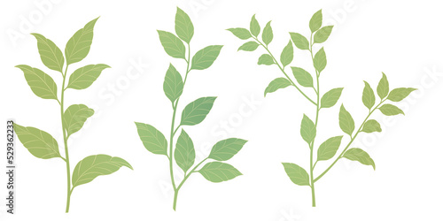 Various leaves and grass illustrations Transparent background Tree branches and pointed leaves