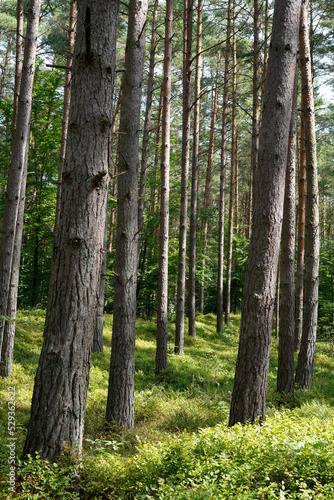Wald bei Prerow, Primärwald im Sommer, Bäume in der Sonne