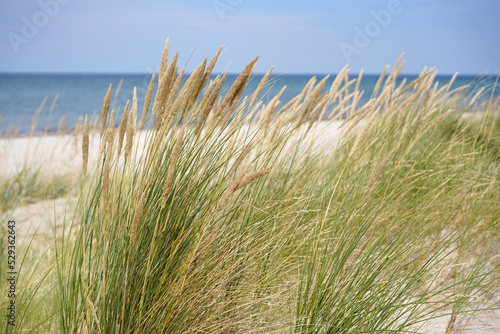 Bewachsene D  nen am Strand der Ostsee im Wind und im Sand 