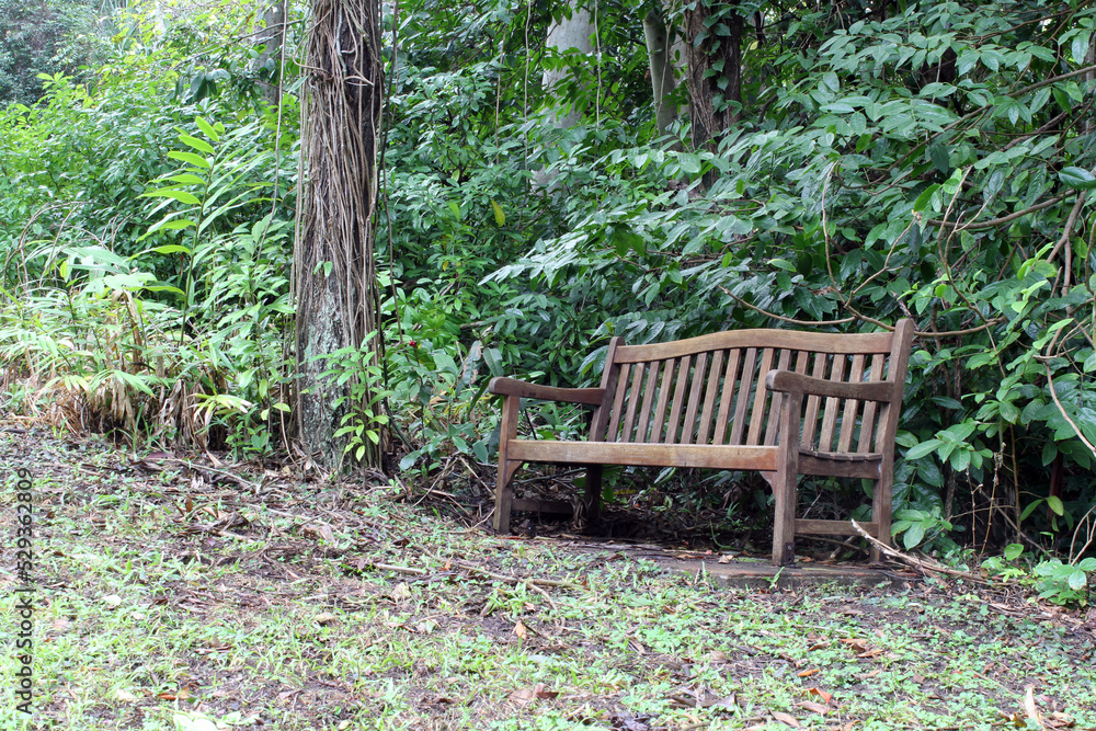Seat in a forest garden of trees and plants