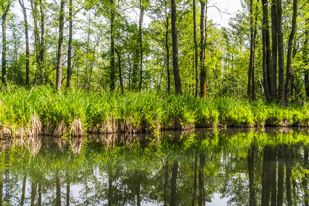 Water canal in Biosphere Reserve Spree Forest (Spreewald) in Brandenburg, Germany Water canal in Biosphere Reserve Spree Forest (Spreewald) in Brandenburg, Germany