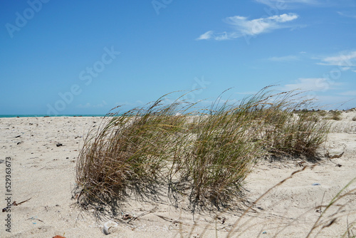 Sand dunes  grass and blue sky. Windy gentle storm flows over the beach grass grown at the coastline during the summer season. Natural grass grown with sea waves at the seashore in Dhanushkodi.