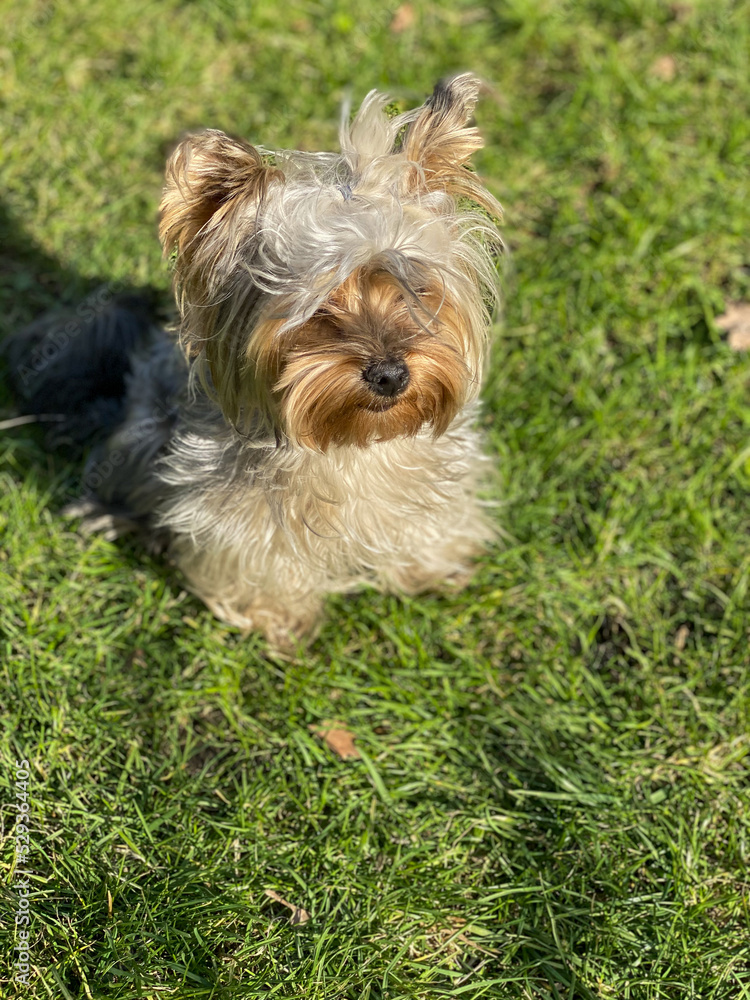 Yorkshire terrier sitting on the grass