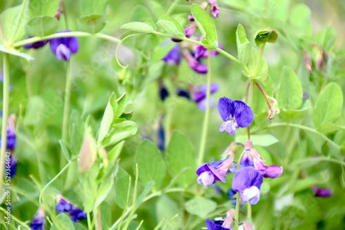 closeup of purple flowers in a field