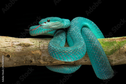 blue viper snake on a tree