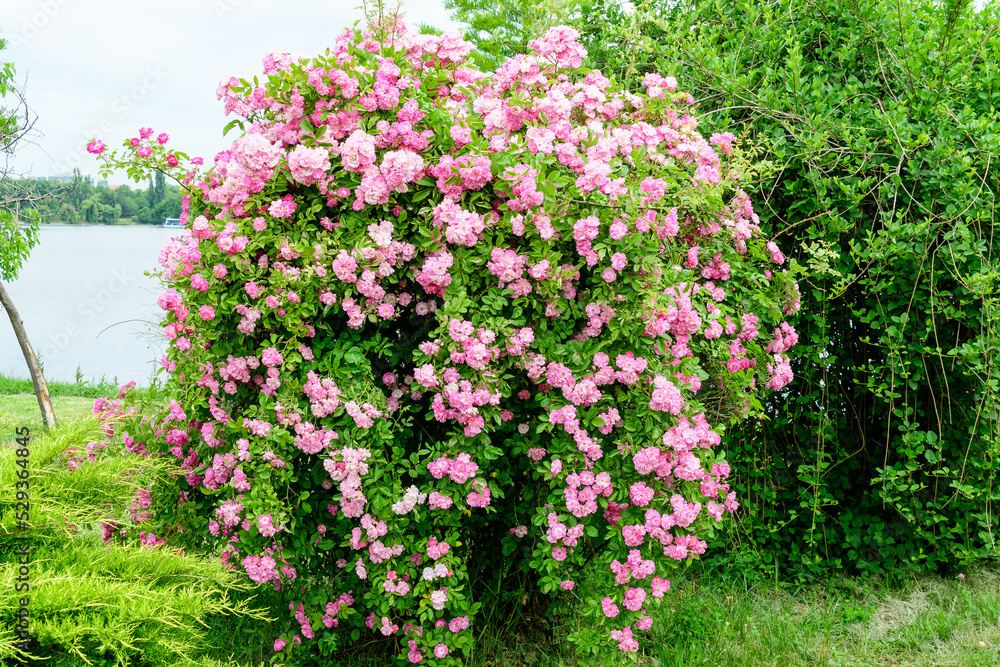 Bush with many delicate vivid pink magenta rose in full bloom and green leaves in a garden in a sunny summer day, beautiful outdoor floral background photographed with soft focus.