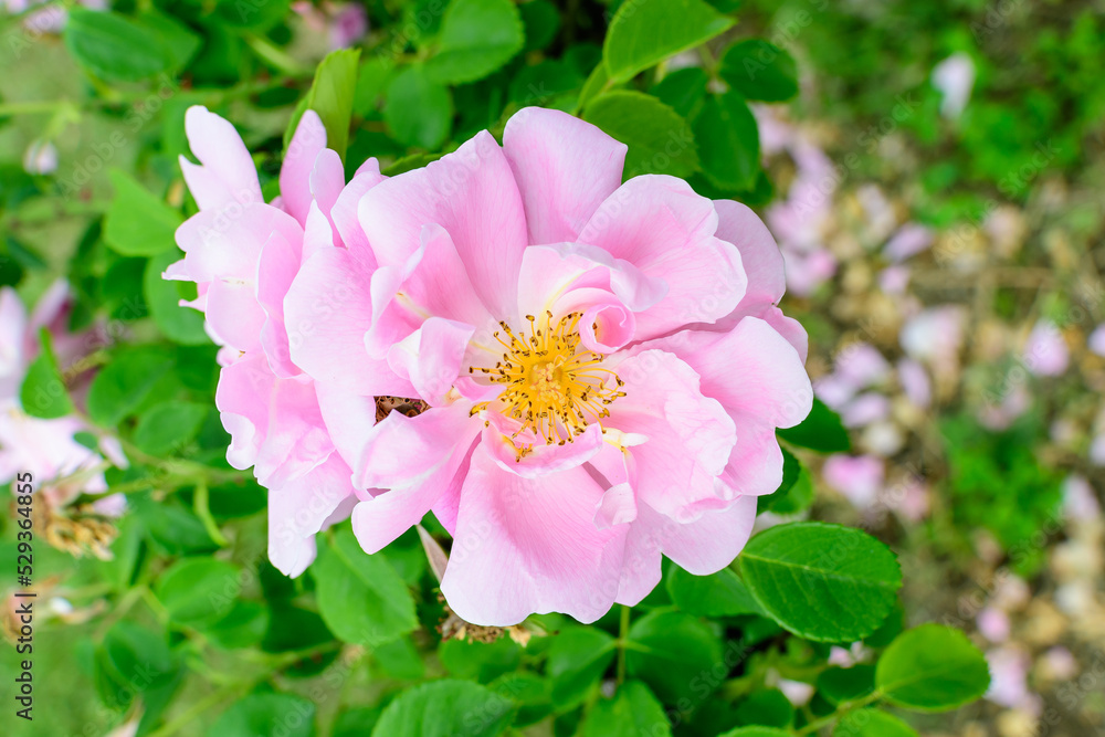 Close up of one delicate vivid pink magenta rose in full bloom and green leaves in a garden in a sunny summer day, beautiful outdoor floral background photographed with soft focus. Close up of one delicate vivid pink magenta rose in full bloom and green leaves in a garden in a sunny summer day, beautiful outdoor floral background photographed with soft focus.