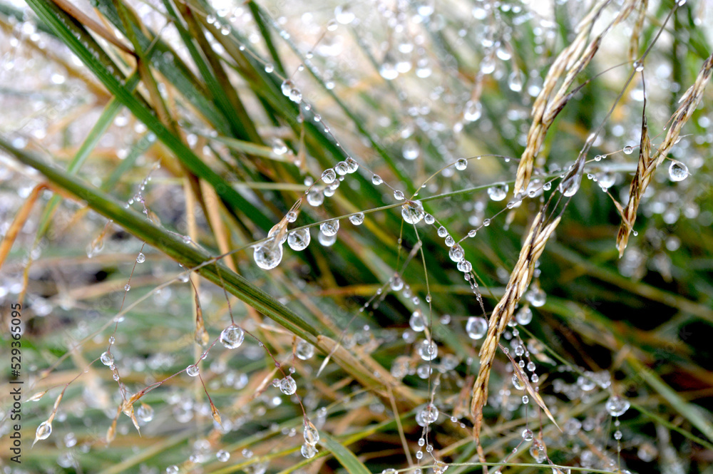 Alpine Grass Heavy With Dew Closeup