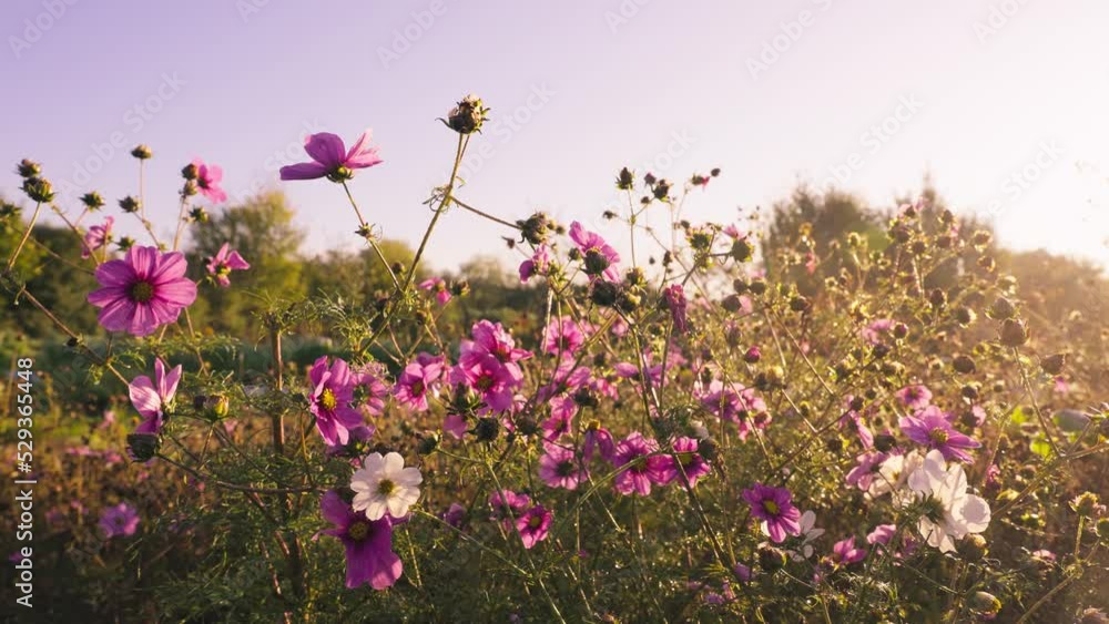 Beautiful rural field of pink flowers under sunset sunlight Beautiful rural field of pink flowers under sunset sunlight