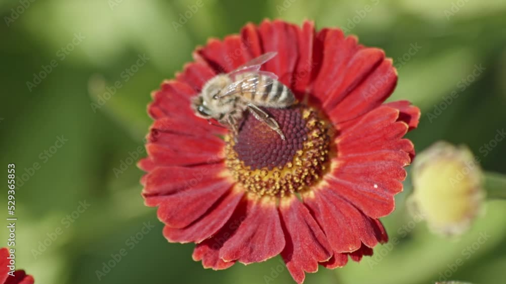 Close up view of a honey bee pollinating a flower and eating nectar . Wonders of nature. Slow motion shot. Close up view of a honey bee pollinating a flower and eating nectar . Wonders of nature. Slow motion shot.