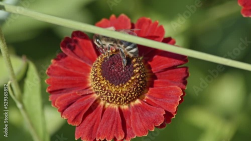 Close up view of a honey bee pollinating a red flower and eating nectar . Wonders of nature. Slow motion top view shot.