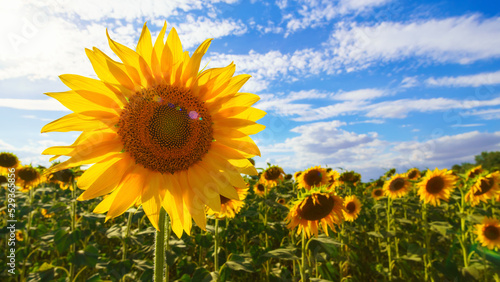 sunflower agriculture field and blue sky, beautiful nature, summer landscape and bright sun