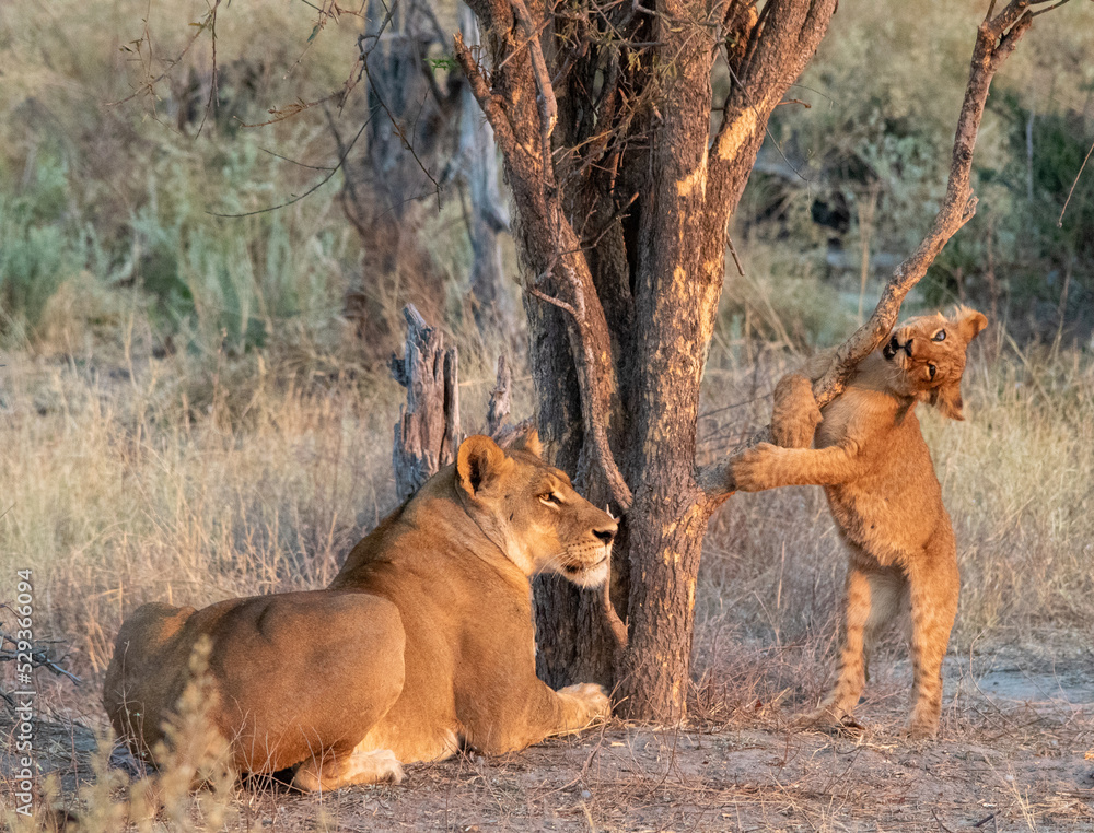 Obraz premium Lioness guarding her cub who is exploring a nearby tree