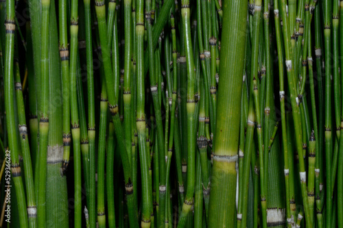 Tiges de bambous vertes