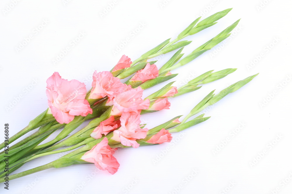 Fototapeta premium Pink gladiolus flower on white background