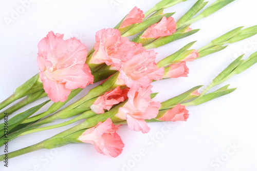 Fototapeta Naklejka Na Ścianę i Meble -  Pink gladiolus flower on white background
