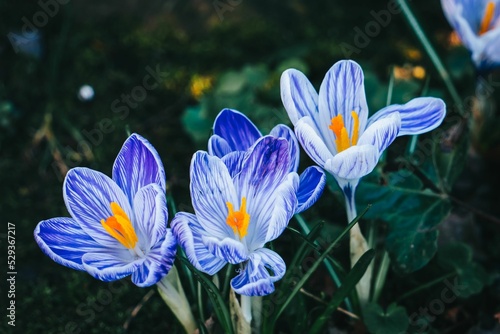 Close up shot of crocus vernus flowers in a grassland photo