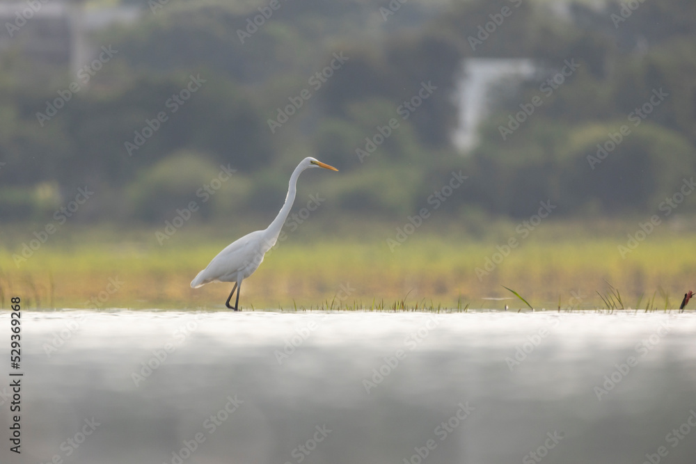 Obraz premium White egret (Ardea alba) flying above the water.