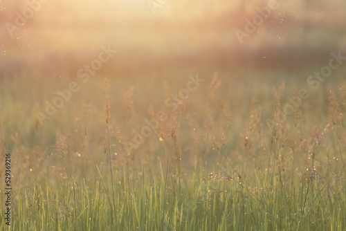 Morning sunrise scene with grass and flowers and drops of dew.