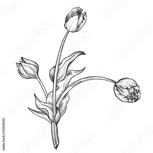 Beautiful hand drawn vector composition with tulip flowers