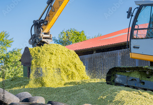 Bagger verteilt Mais auf einer Maissilage während der Maisernte 