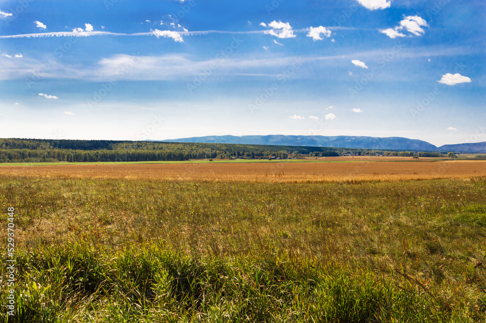 Colorful landscape. Nature of Eastern Siberia. A field with wheat and a meadow with grass. On the horizon, a pine forest and the blue mountains of the Sayan Mountains. Beautiful blue sky with clouds.