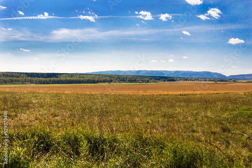 Colorful landscape. Nature of Eastern Siberia. A field with wheat and a meadow with grass. On the horizon  a pine forest and the blue mountains of the Sayan Mountains. Beautiful blue sky with clouds.