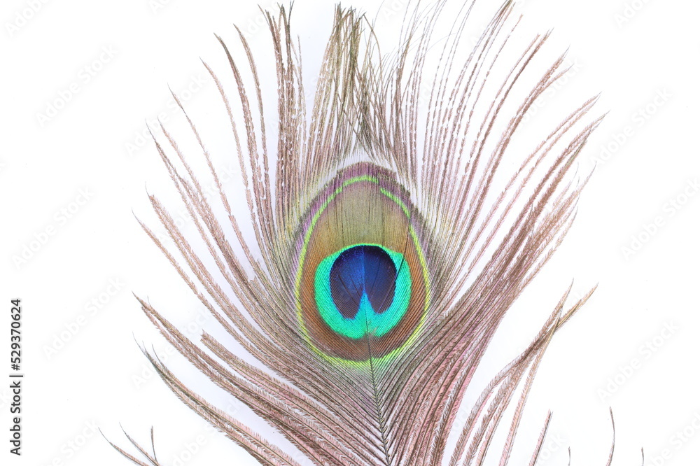 Obraz premium Single Peacock Feather