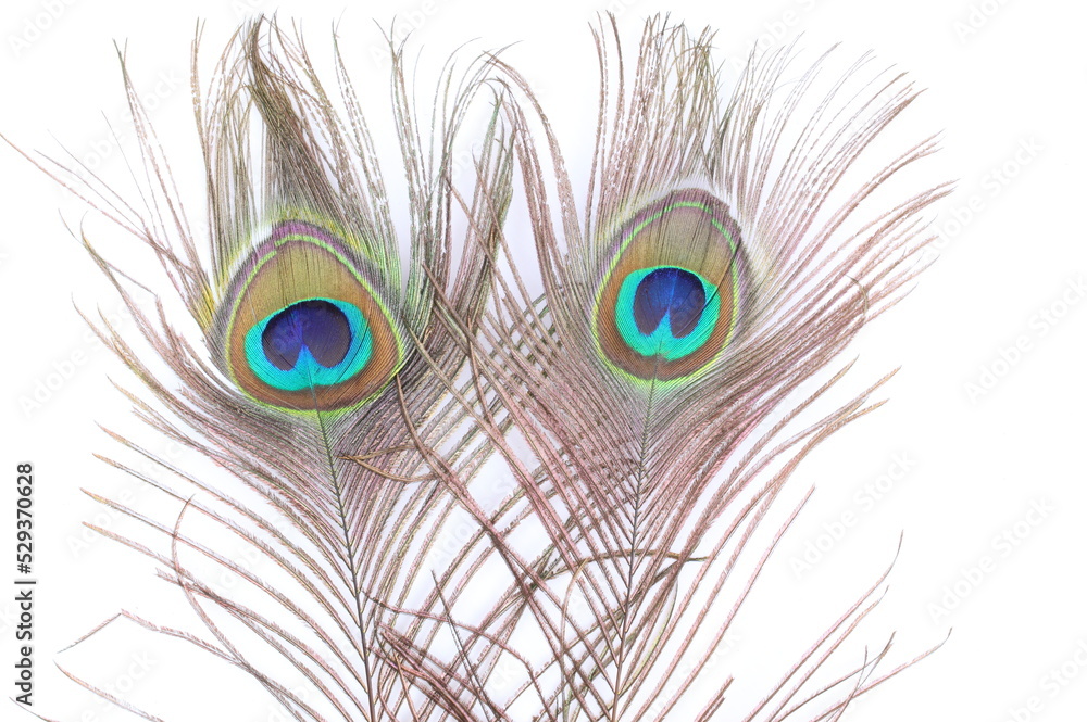 Obraz premium Two Peacock feather on white background