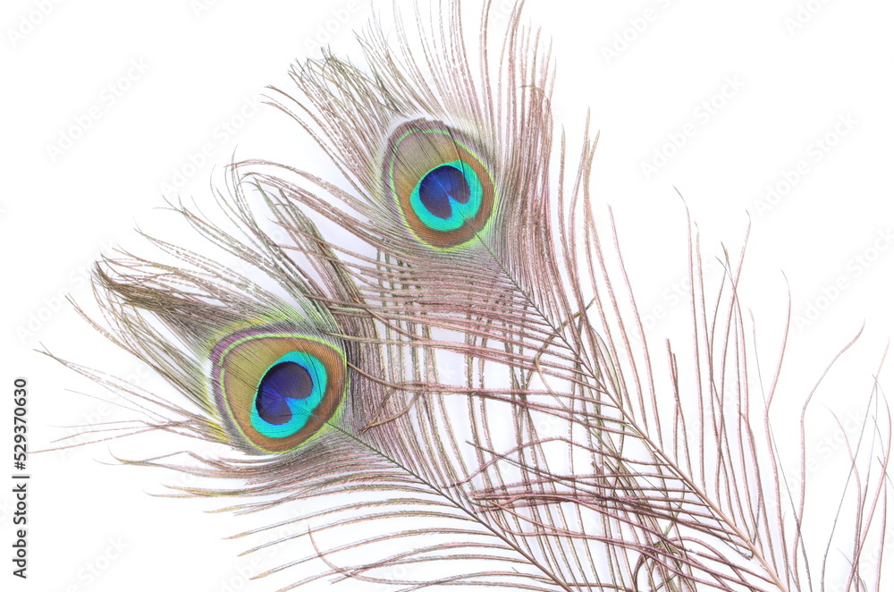 Obraz premium Two Peacock feather on white background