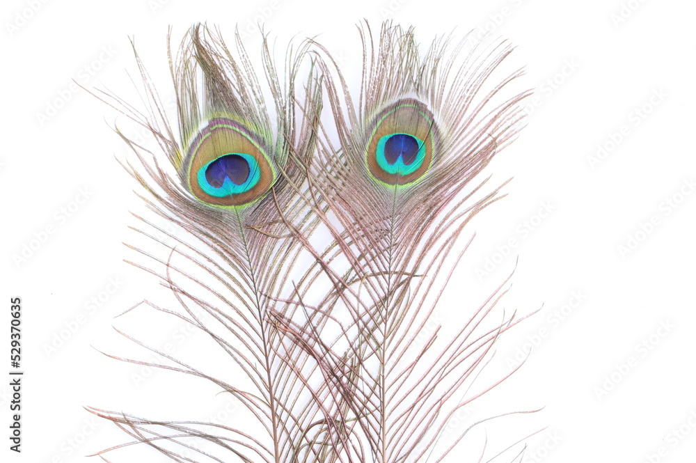 Obraz premium Two Peacock feather on white background