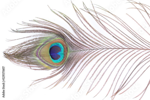 Single Peacock Feather