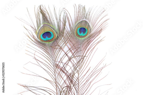 Two Peacock feather on white background