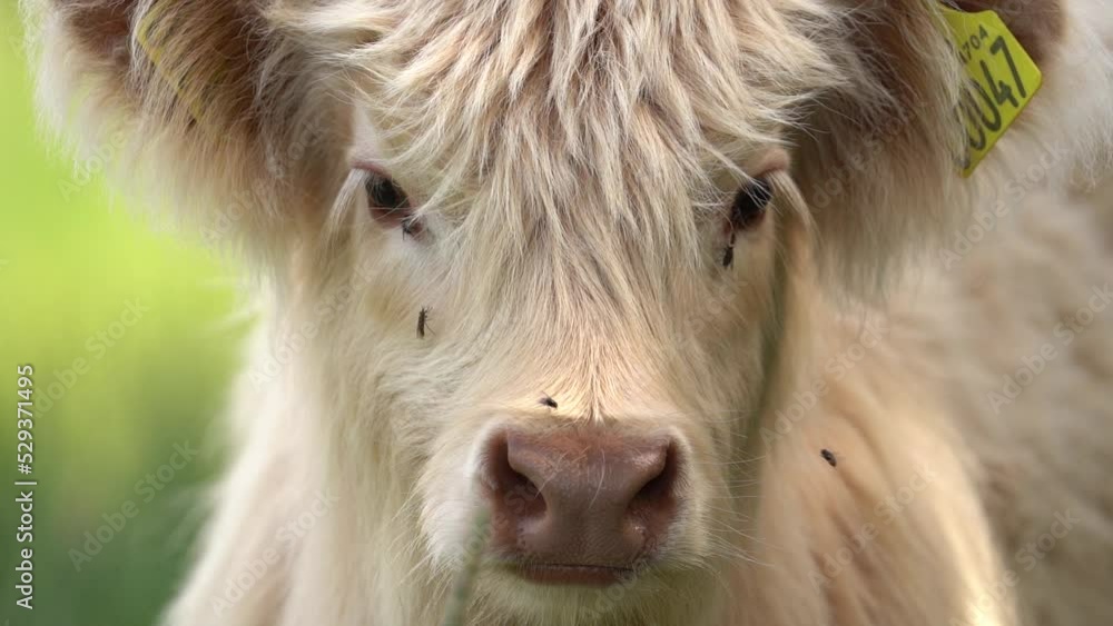 White Highland Cattle (Bos taurus) Calf Facing The Camera With Hippobosca Flies on Face - Slow Motion Close Up White Highland Cattle (Bos taurus) Calf Facing The Camera With Hippobosca Flies on Face - Slow Motion Close Up