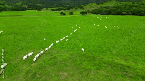 White cattle walking in a green praire in a line  photo