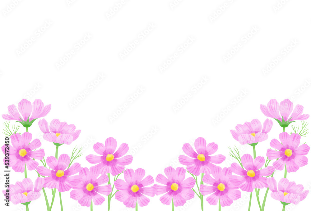 ピンクのコスモスの花が沢山咲いている／Many pink cosmos flowers are blooming
