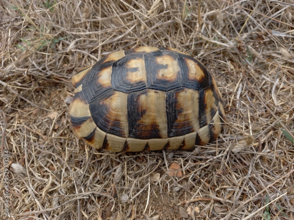 Tartaruga, testuggine, Testudo marginata, hermanni Tartaruga, testuggine, Testudo marginata, hermanni