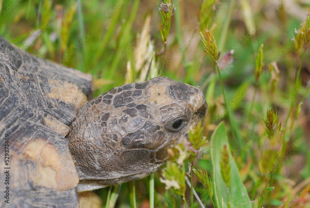 Tartaruga, testuggine, Testudo marginata, hermanni Tartaruga, testuggine, Testudo marginata, hermanni