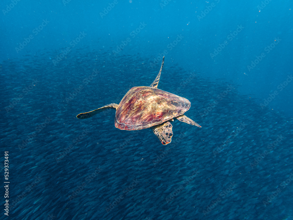 Close up overhead shot of a green sea turtle swimming in a massive school of sardines. Close up overhead shot of a green sea turtle swimming in a massive school of sardines.