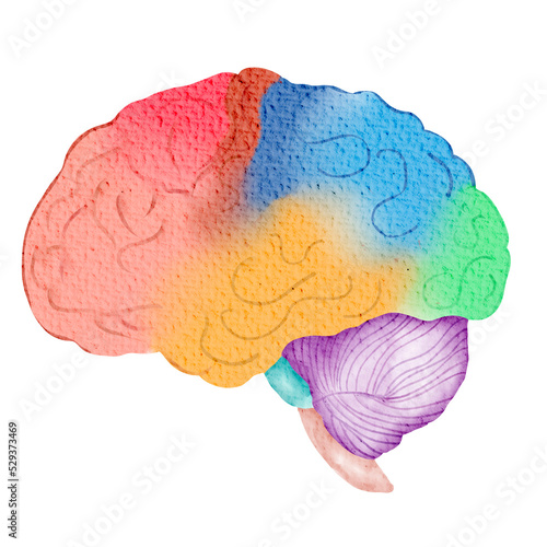 Anatomy of the human brain  in bright watercolor.PNG	 photo