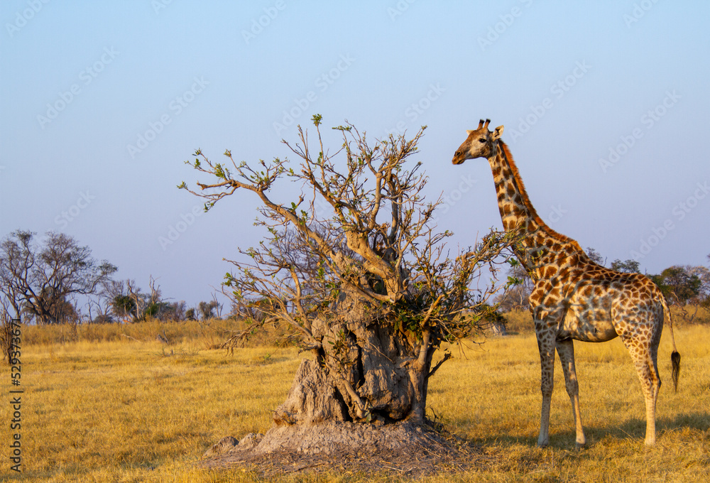 Obraz premium Juvenile giraffe forages on leaves from a bush growing on a termite mound