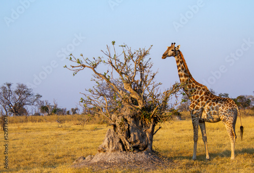 Juvenile giraffe forages on leaves from a bush growing on a termite mound