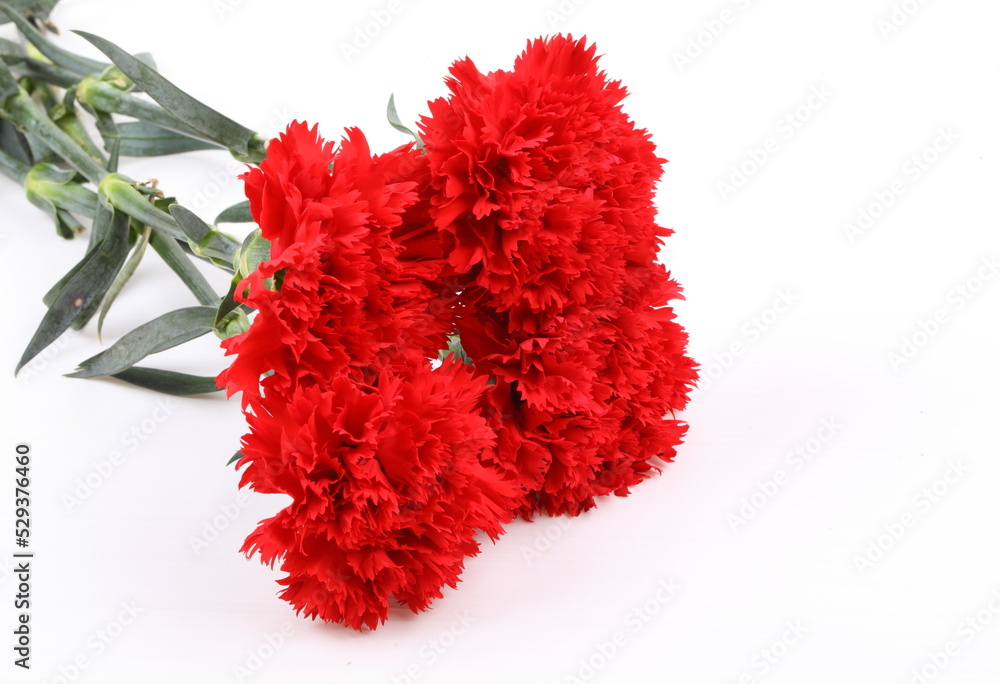 Red carnation flowers isolate on white background Red carnation flowers isolate on white background