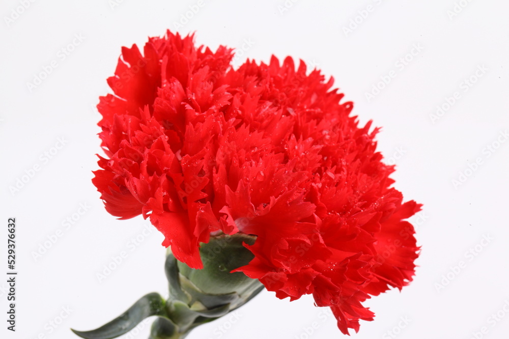 Red carnation flowers isolate on white background Red carnation flowers isolate on white background