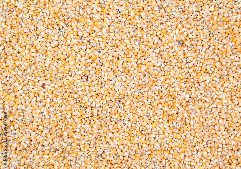Corn seeds as background