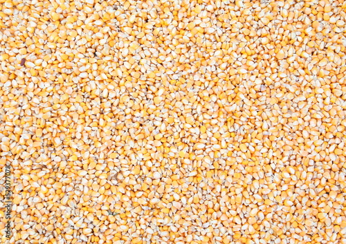 Corn seeds as background